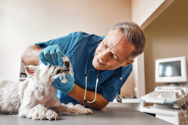 Best Emergency Dentist Near Me  in Washington Park, IL